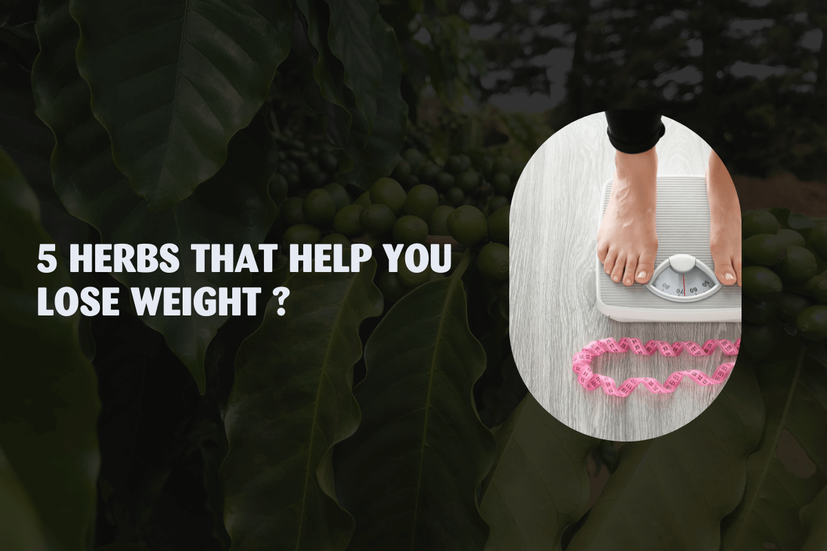 5 Herbs to lose weight